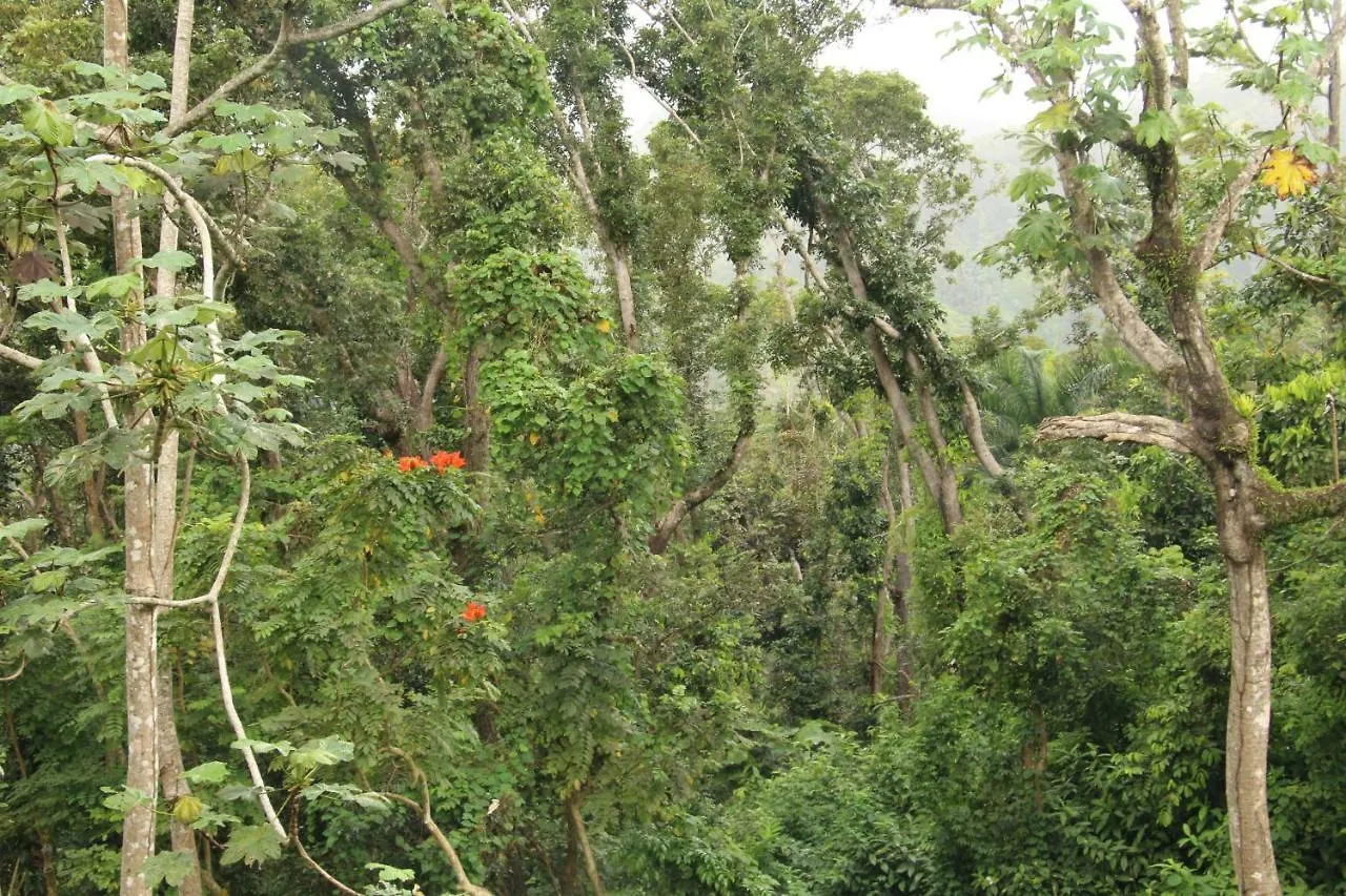 Hacienda Mirador Ostello Luquillo